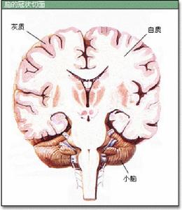 灰質[中樞神經系統的組成部分]