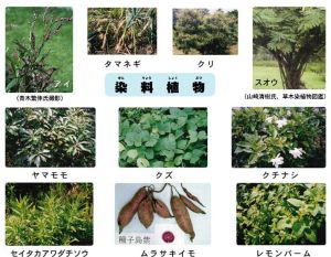 植物染料