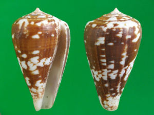 烏龜芋螺