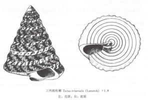 三列扭柱螺