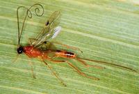 膜翅目蚜繭蜂科