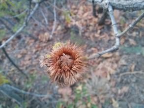 圓錐花南蛇藤根