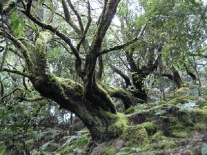 孫德爾本斯國家公園