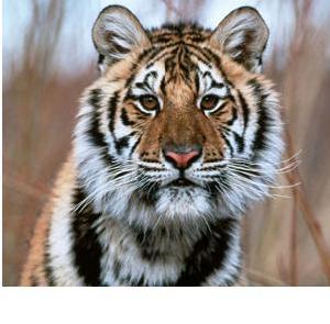 全球虎保護高峰會議：救救它們