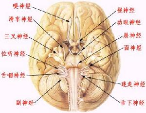 神經萊姆病