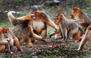 西安秦嶺野生動物園