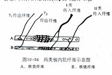 兩類梭內肌纖維示意圖