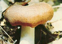 密褶黑菇