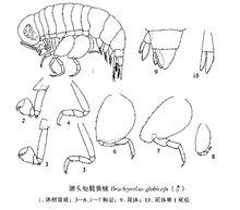 圓頭短腿狼戎