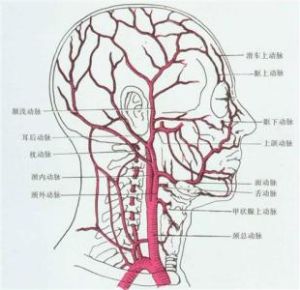 大腦前動脈