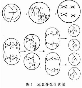 減數分裂過程