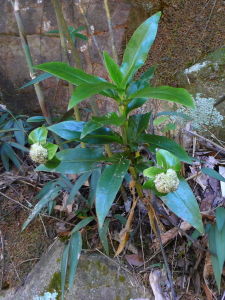 大苞耳草