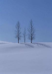 雪地[自然景象]