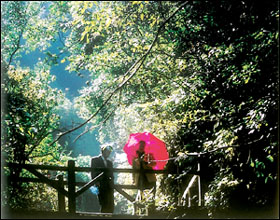 紅茶溝國家森林公園