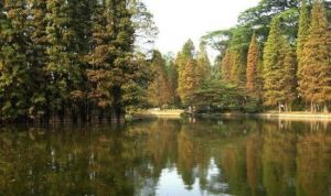 天河公園魔法森林