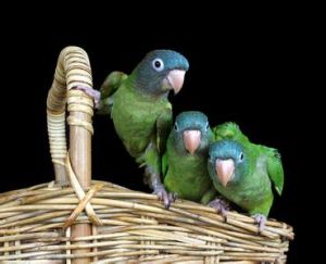 藍冠錐尾鸚鵡指名亞種