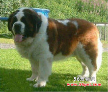 St. Bernard (dog)