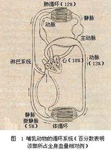 哺乳動物的循環系統