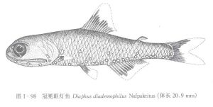 冠冕眶燈魚