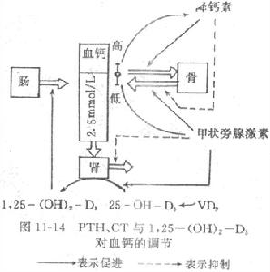 新生兒低鈣血症