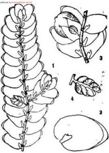 細鱗苔科