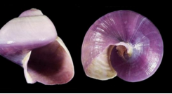 紫螺