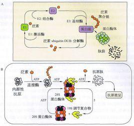 蛋白質的酶促降解