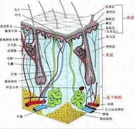 皮膚乾燥