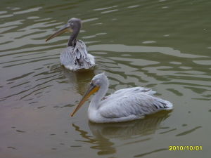 總投資4.5億元，新動物園堪稱華東之最