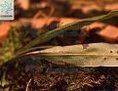 斑點毛鱗蕨（原變種）