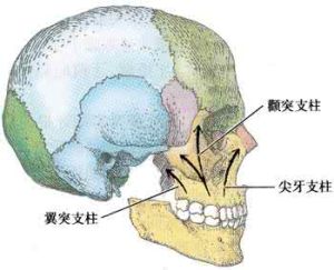 上頜骨