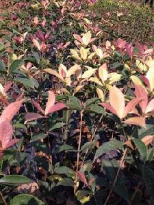 五彩桂花 五彩桂花