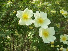 yellow thorn plum