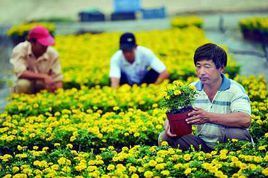 花卉園藝師