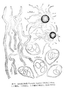 金絲桃白粉菌