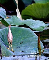 衡水湖自然保護濕地(圖)