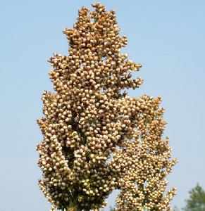 糯高粱雜交種—晉糯5號