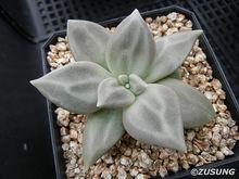 Echeveriaxichuensis 惜春