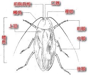 （圖）蜚蠊目