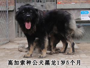 高加索種公犬黑龍