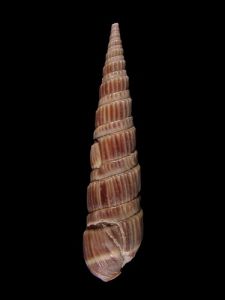櫛筍螺