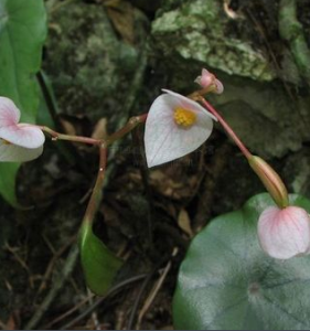 折瓣苔屬