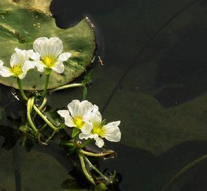 海菜