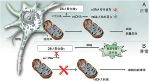 線粒體病