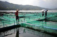 鰲花魚養殖