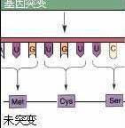 突變型基因