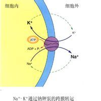 可興奮細胞