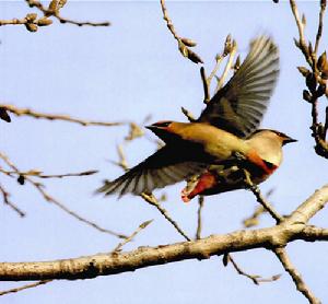 （圖）小太平鳥