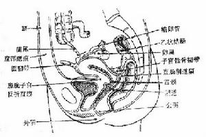 肛門梳硬結