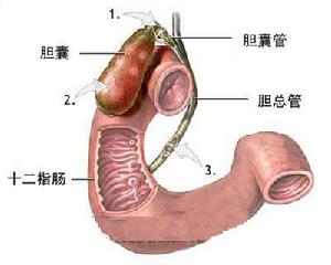 肝臟外傷